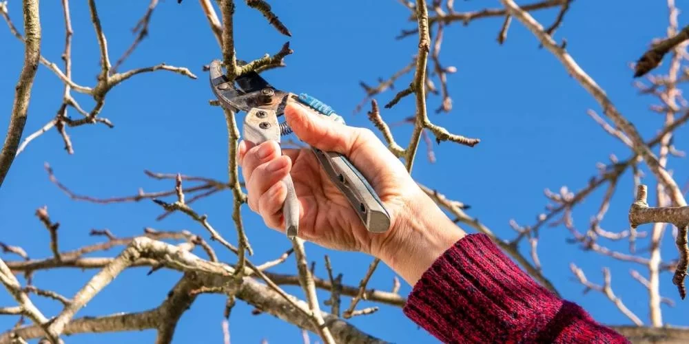 Ponúkam rez ovocných stromov 🌱 15€ za strom