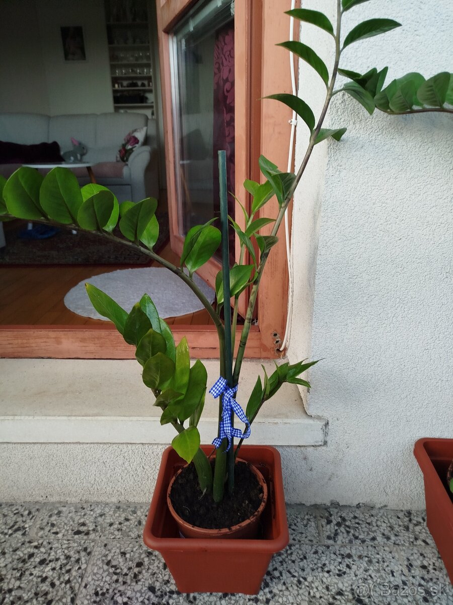 Zamiokulkas 80cm