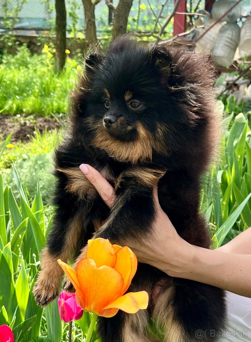 Pomeranian spitz