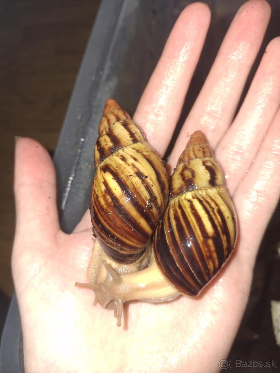 Lissachatina ireladei zanzibar