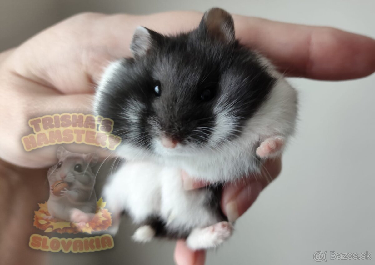 Rozkošné mláďatká škrečka Campbellovho s PP