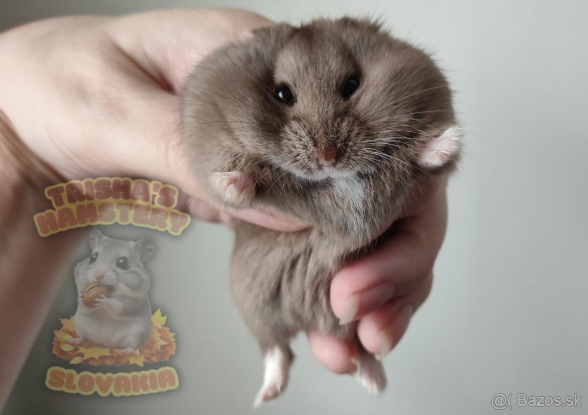 Rozkošné mláďatká škrečka Campbellovho s PP