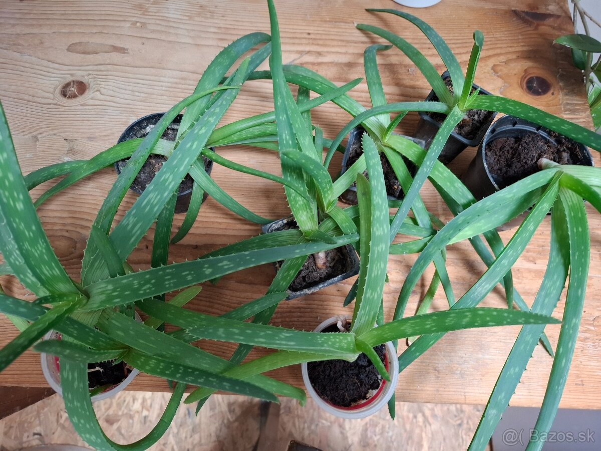 Aloe vera rastliny