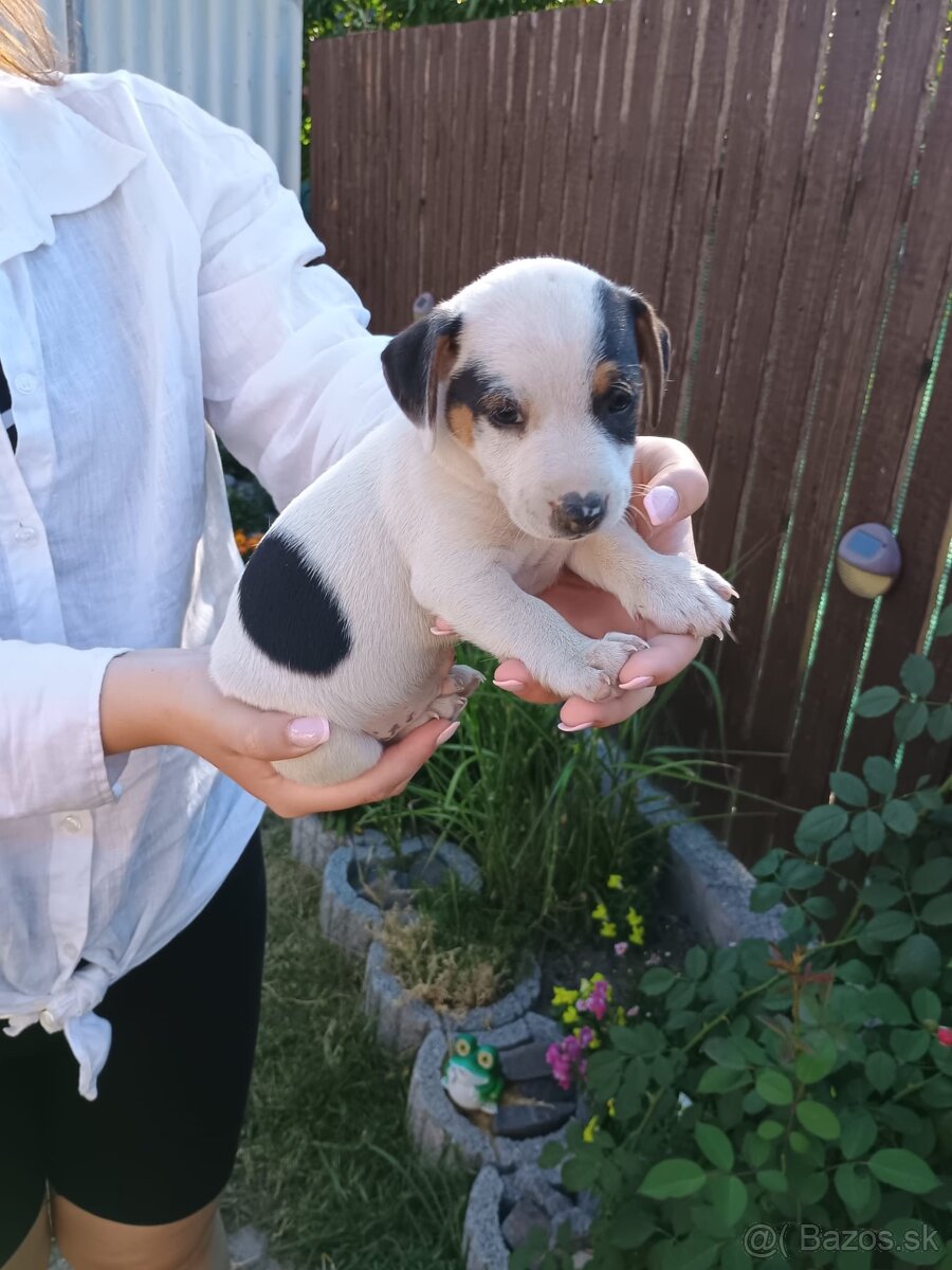 Šteniatka Jack Russell terier