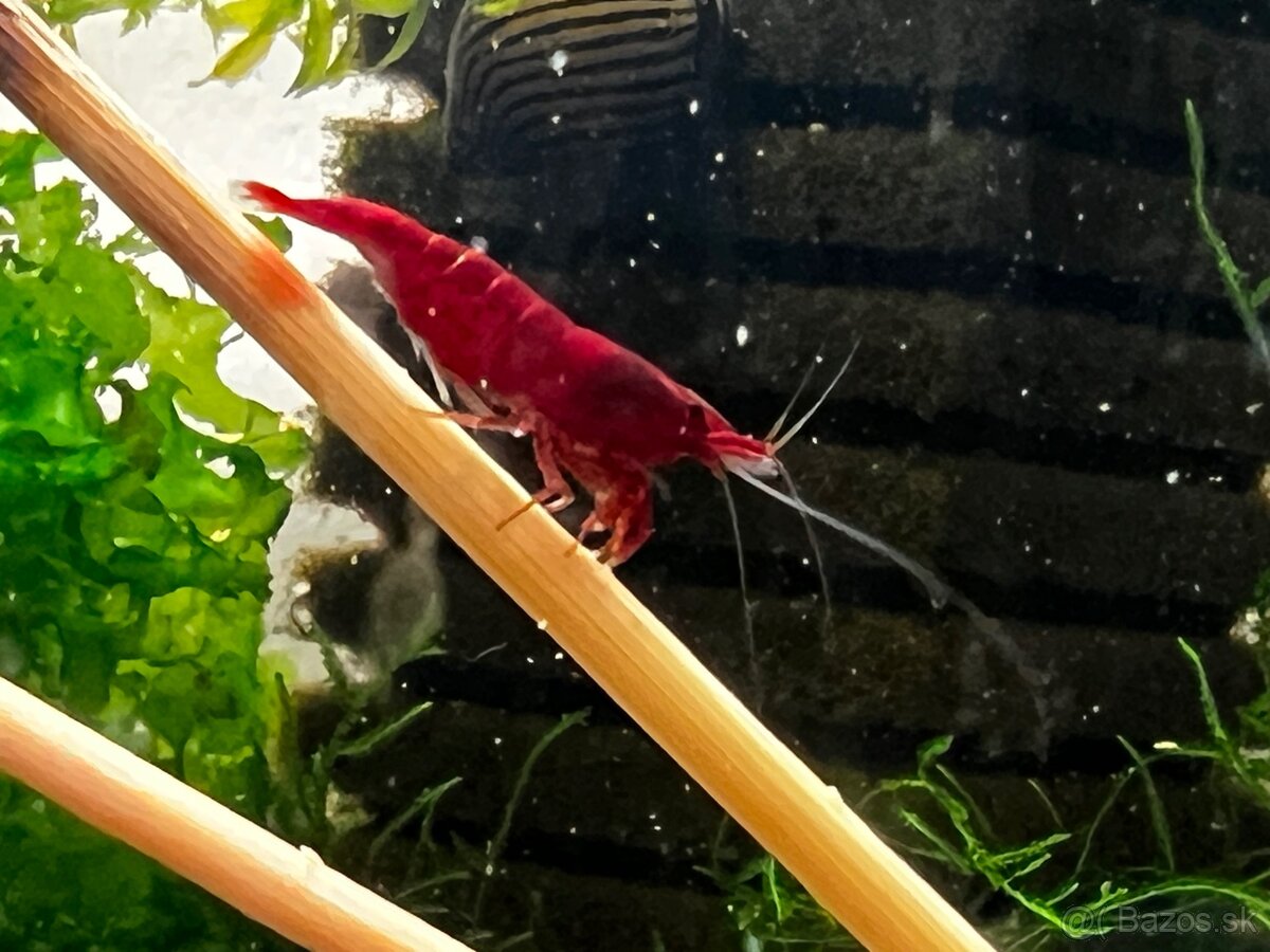 Krevetky | Neocaridina | Bloody Mary