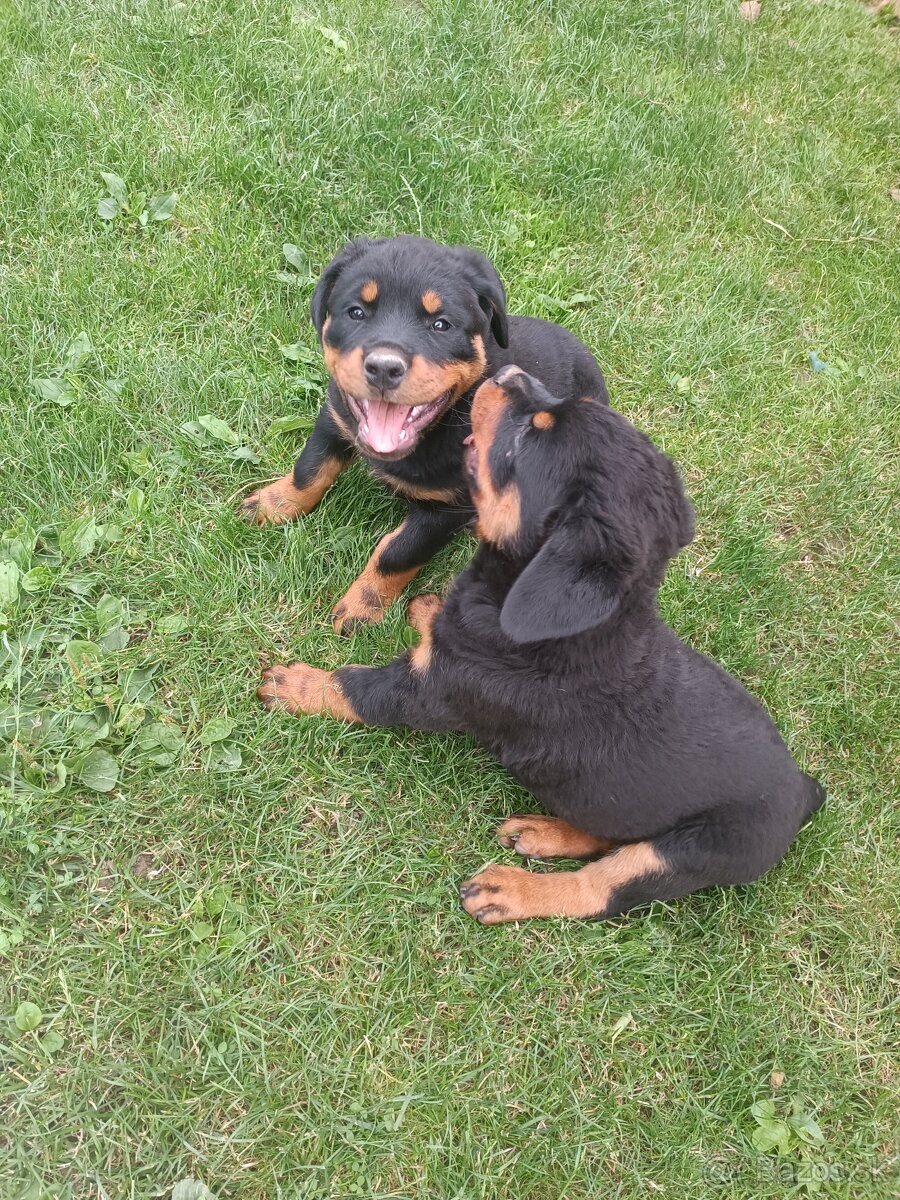Rottweiler, rotvajler