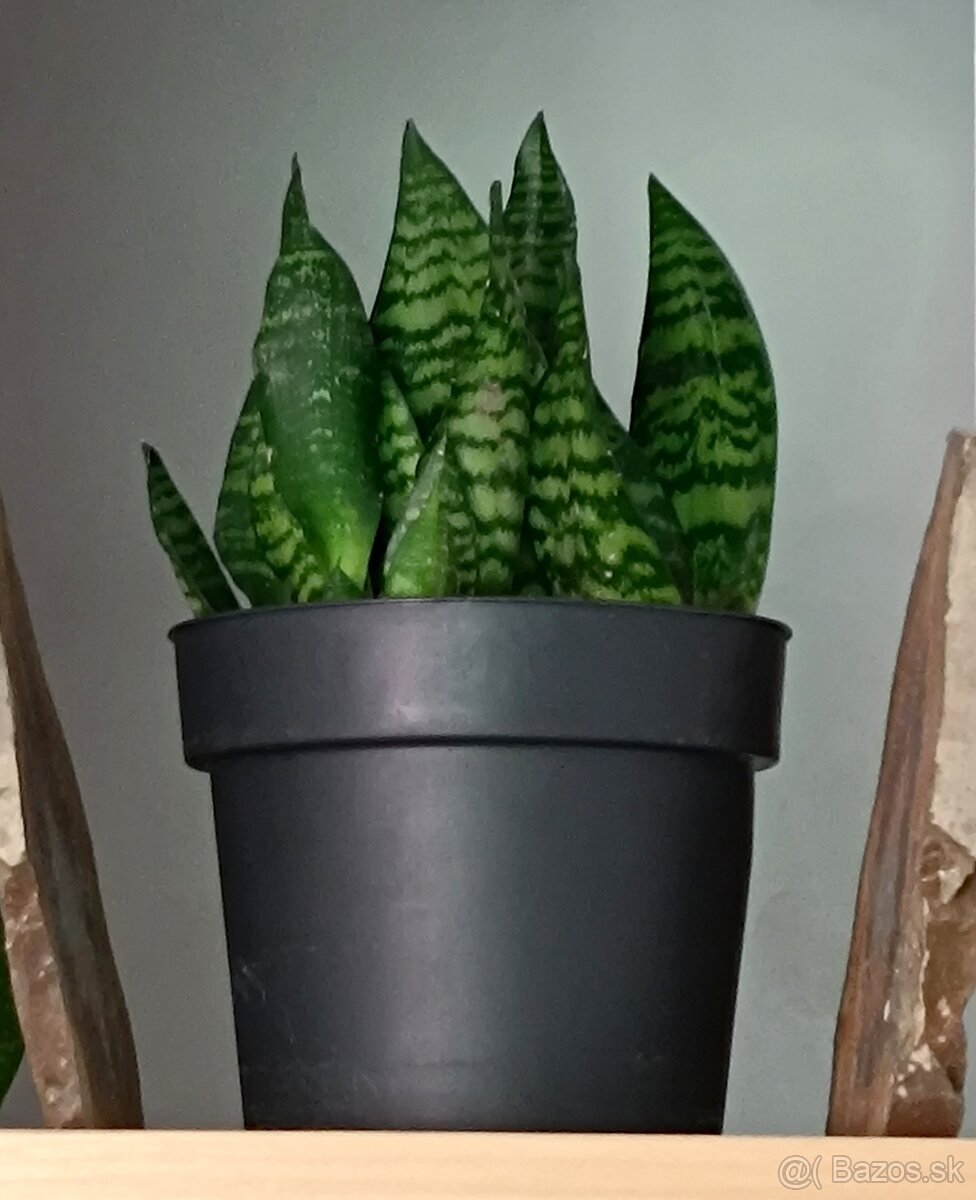 Sanseviera