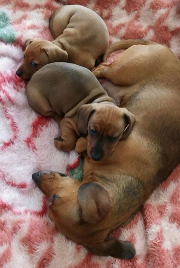 Šteniatka jazvečíka