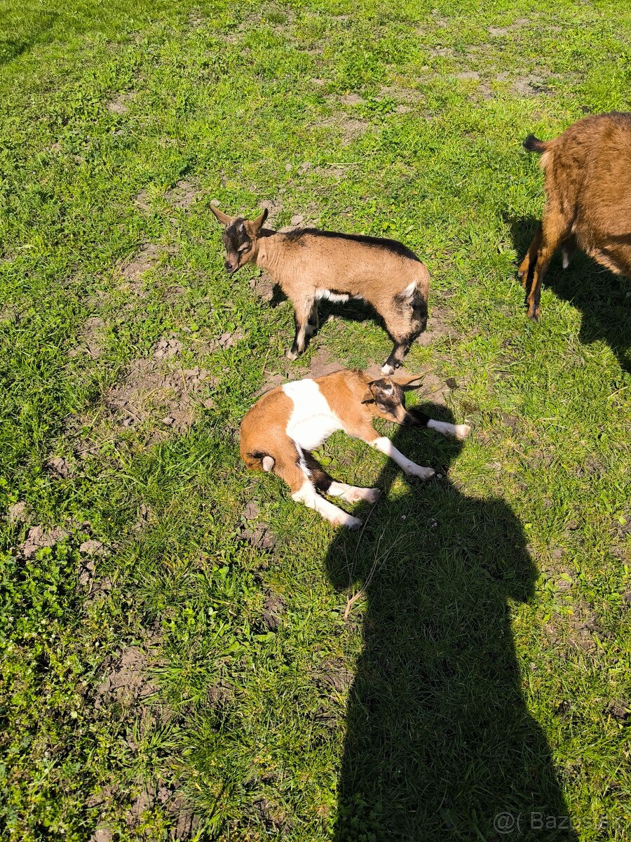 Mladé kozy