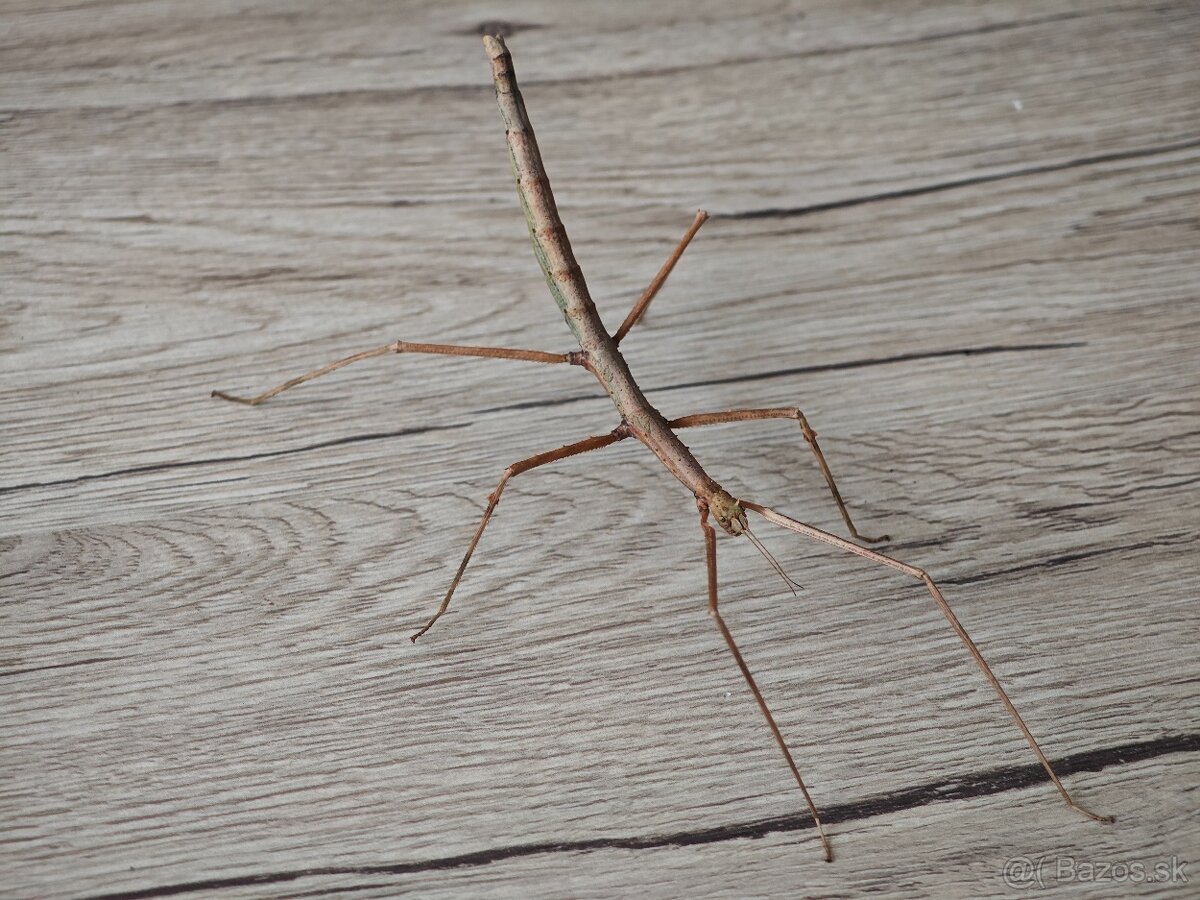 Pakobylka rožkatá (Medauroidea extradentata)