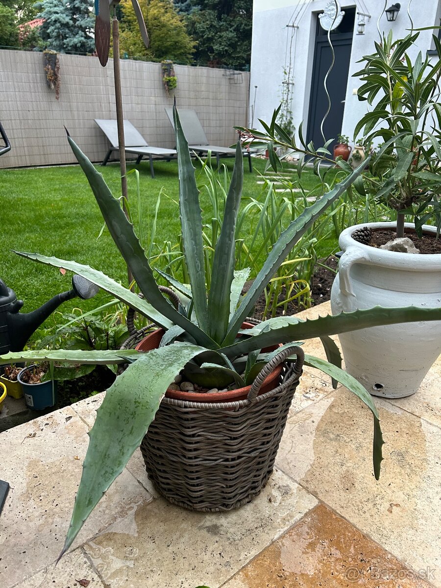 Agave (52cm) v plastovom crepniku + 5mladych výhonkov