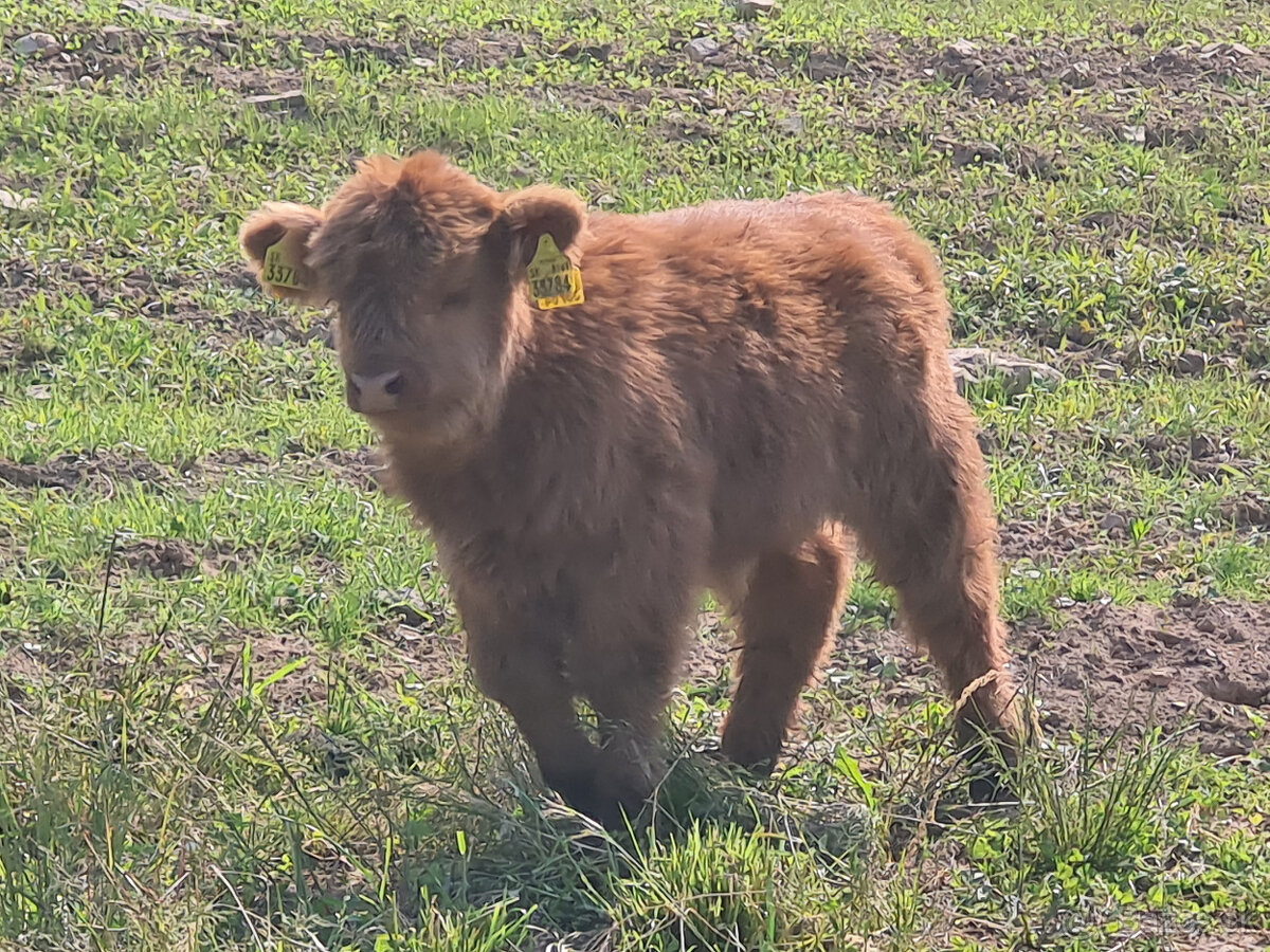 Highland Cattle