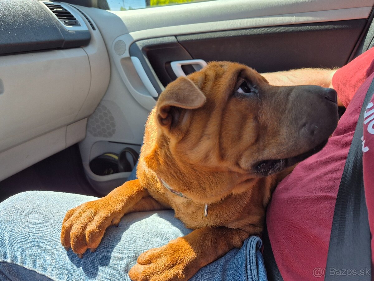▶️ SHAR-PEI