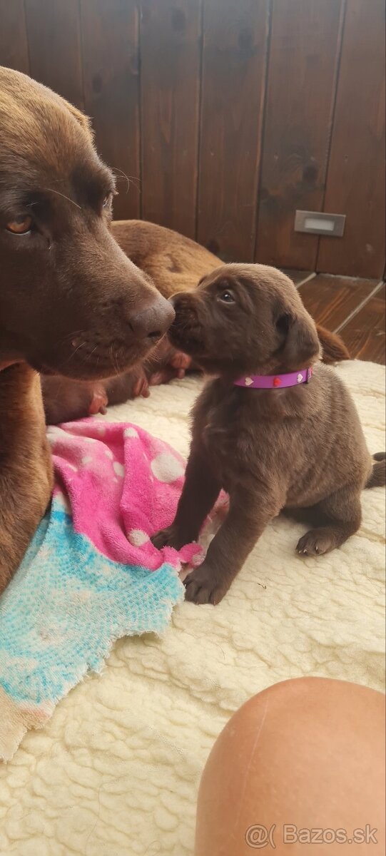 Šteniatka labradora