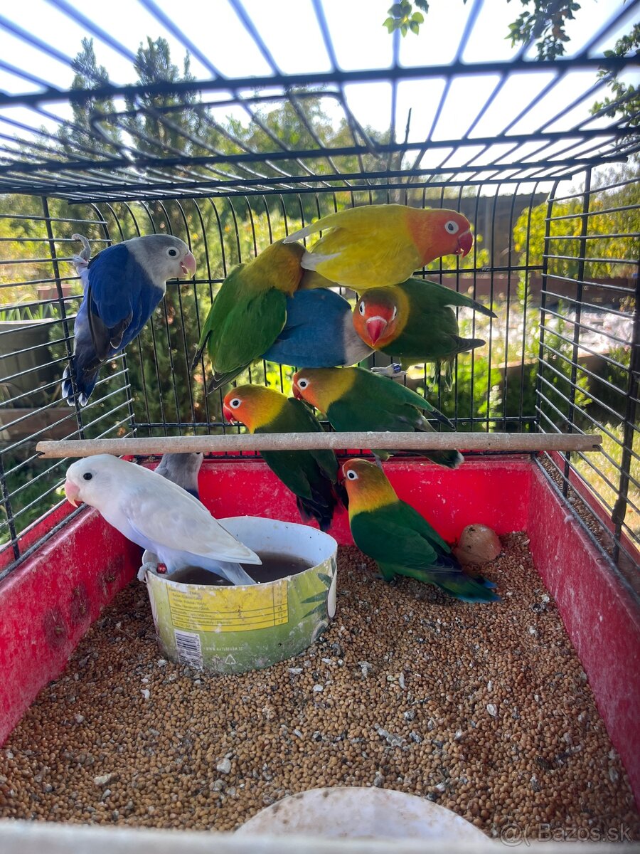 Agapornis fisher chovne pary