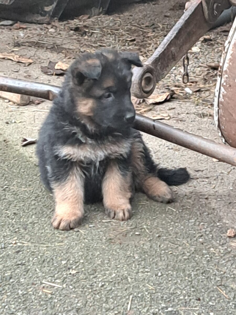 Predám šteniatka nemecký ovčiak