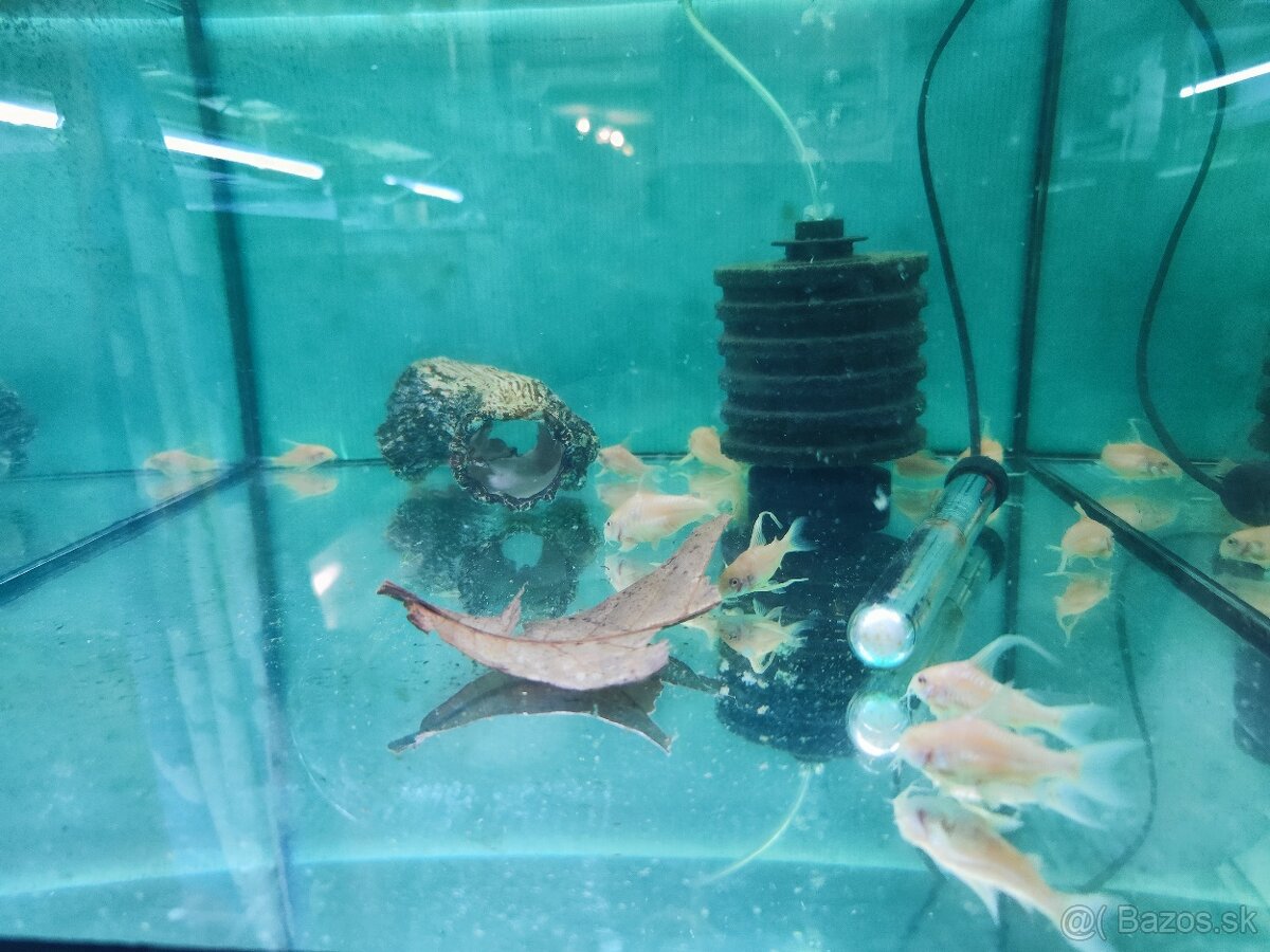 Predám chovnu skupinu corydoras albín závoj.