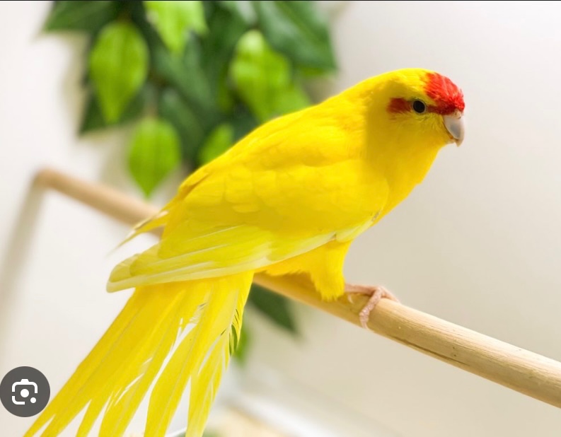 Kakarik