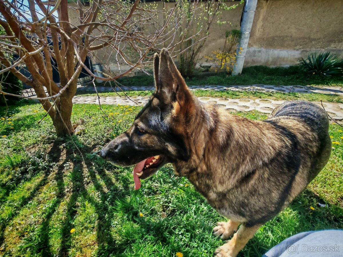 Nemecký ovčiak
