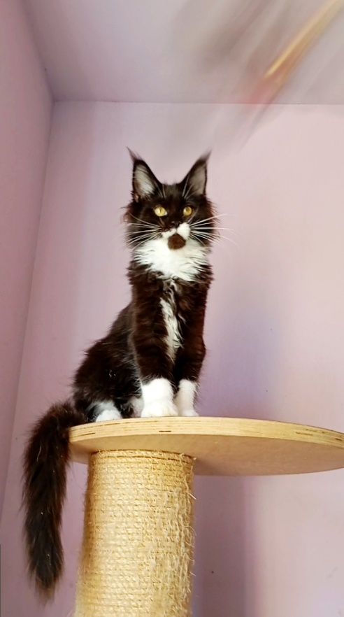 Maine Coon s PP