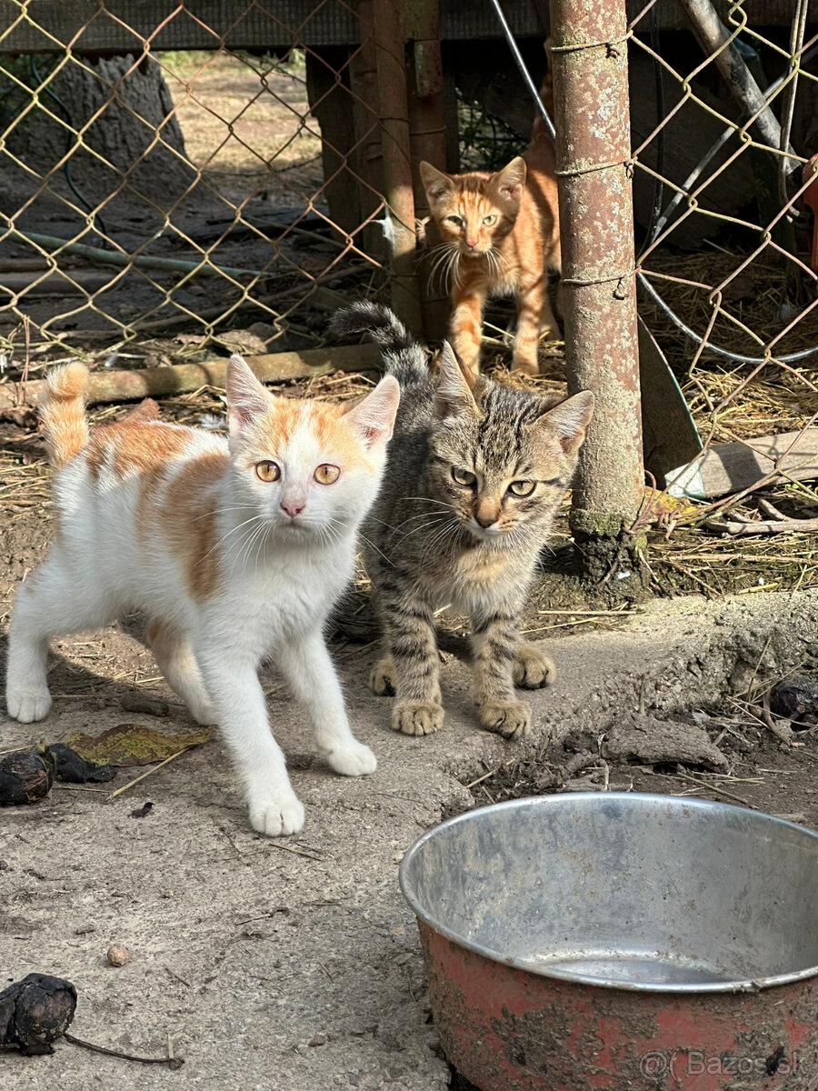 Mačiatka hľadajú rodinu 🐾