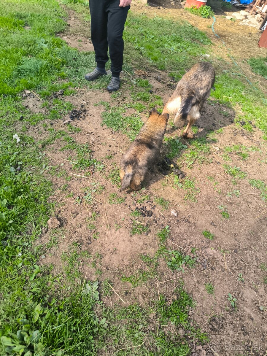 Nemecký ovciak