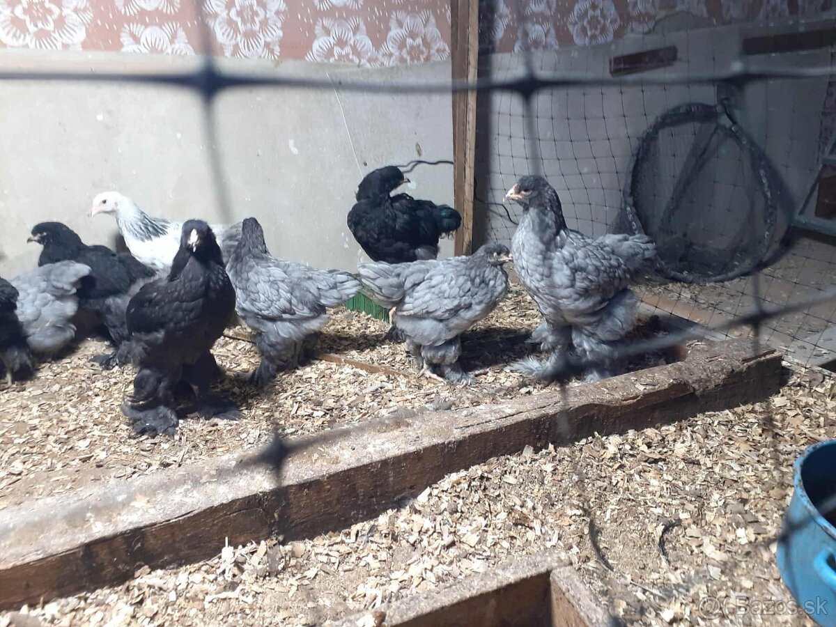 brahmanky, brahman, brahmanka velka