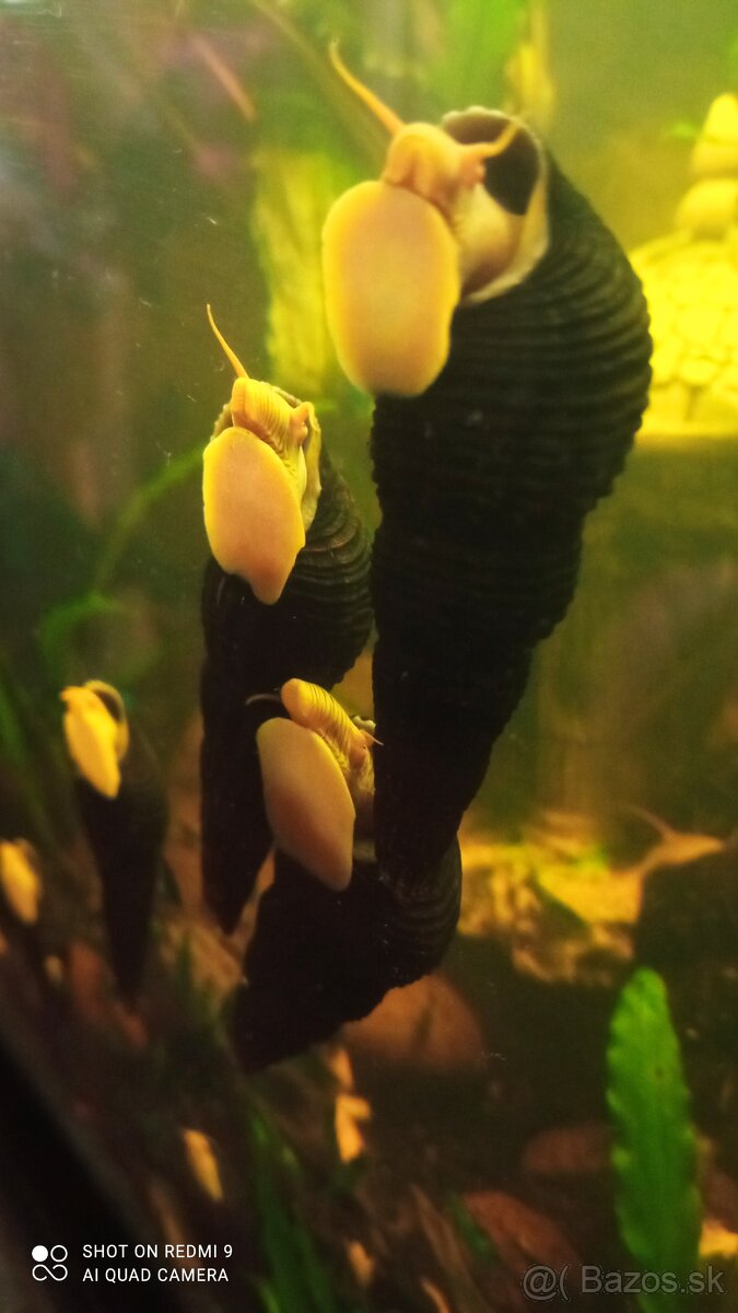 Tylomelania a Neocaridina