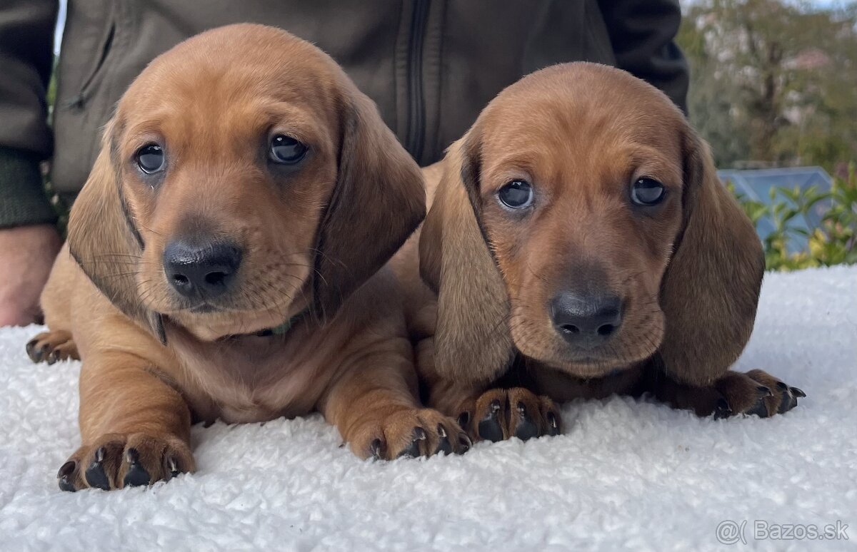 Jazvečík hladkosrstý štandardný s PP