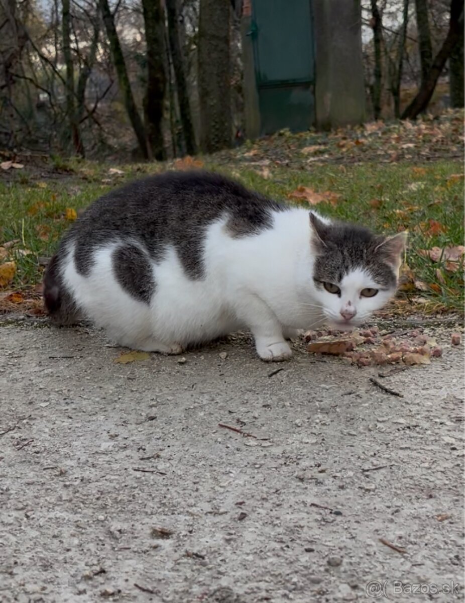 Darujeme mačičku do dobrých rúk