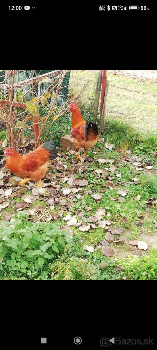 Tohoročný kohút hempšir