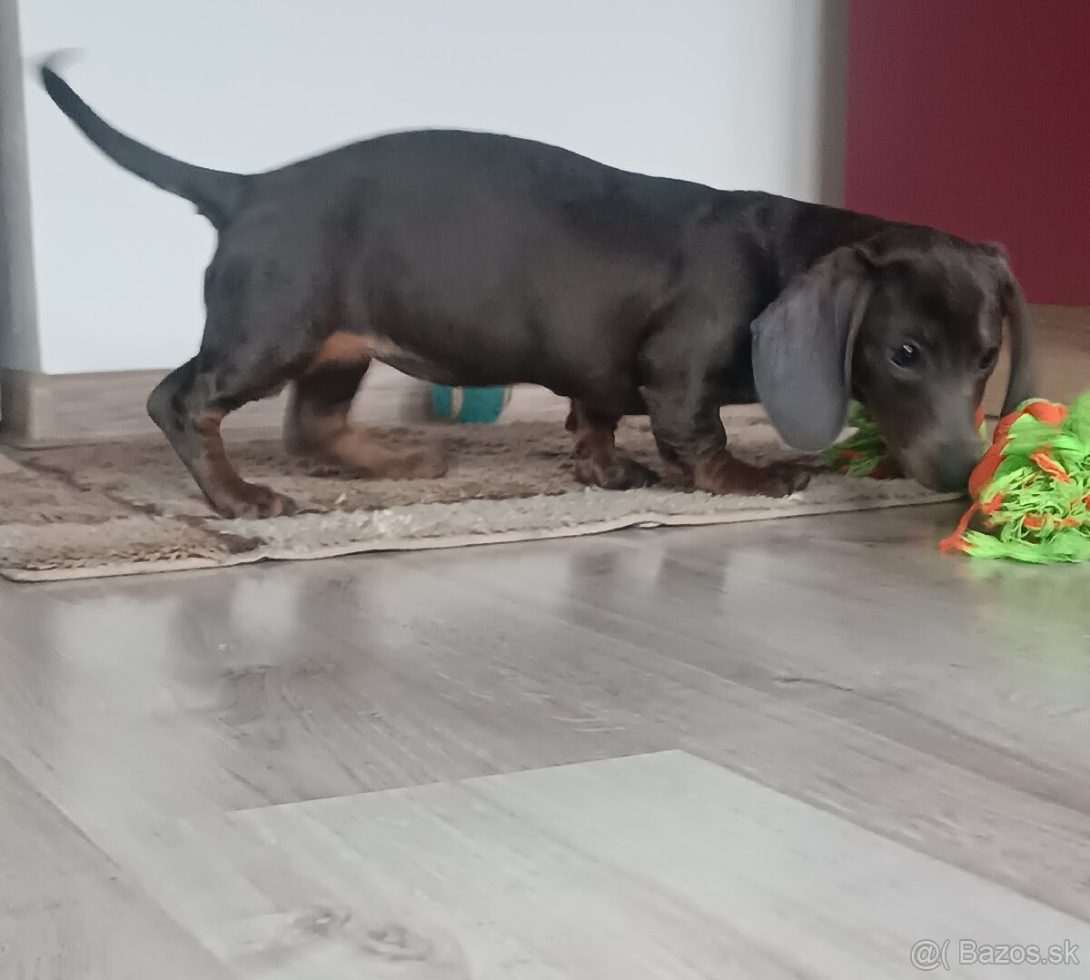 Jazvečík krátkosrsti blue fenka