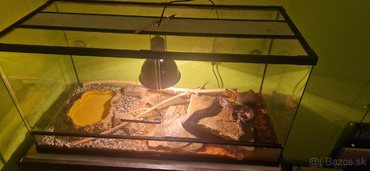 Python regius/ Krajta královská