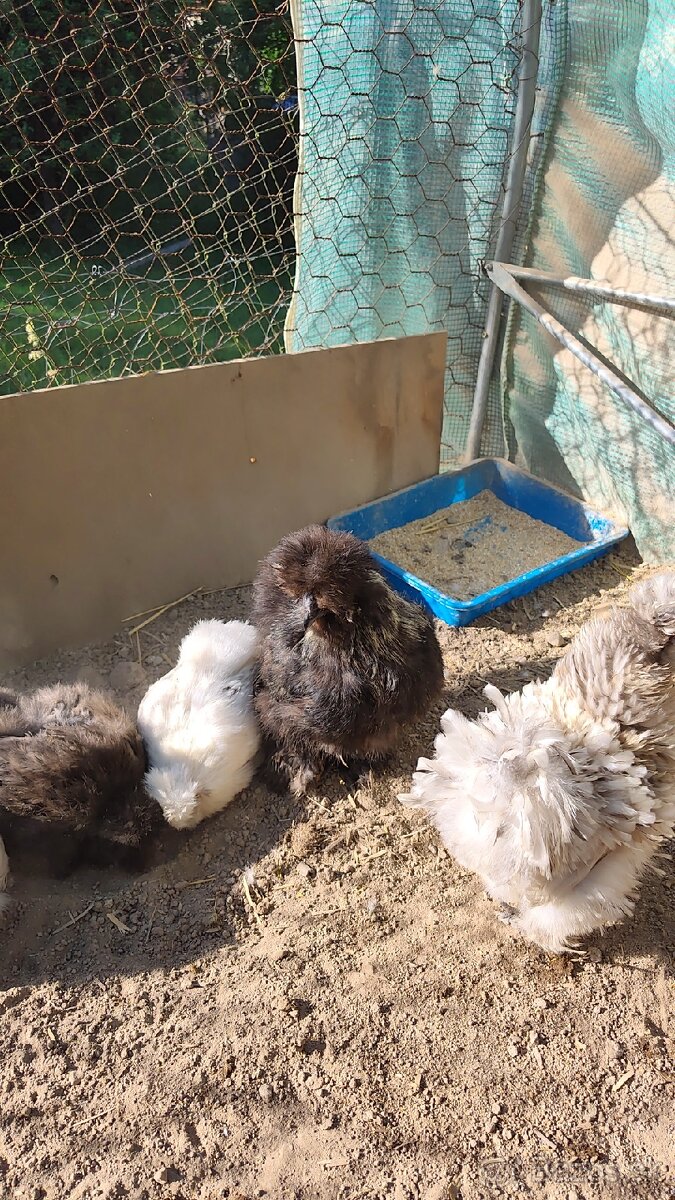 🐓Kohút Hodvabničky USA 🐓