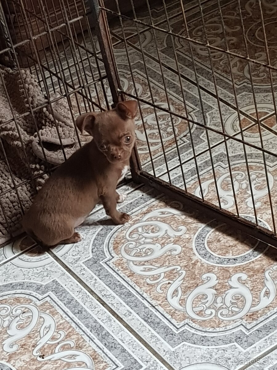 čivava krátkosrstá fenka horká čokoláda