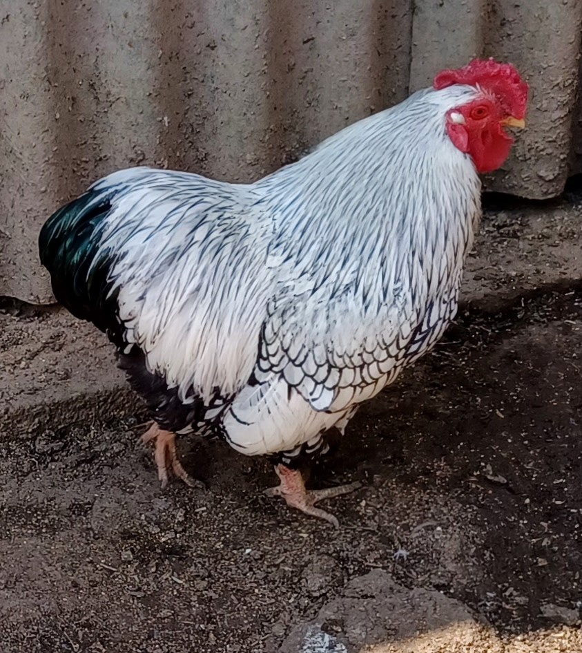 Predám ročného kohúta Wyandotka