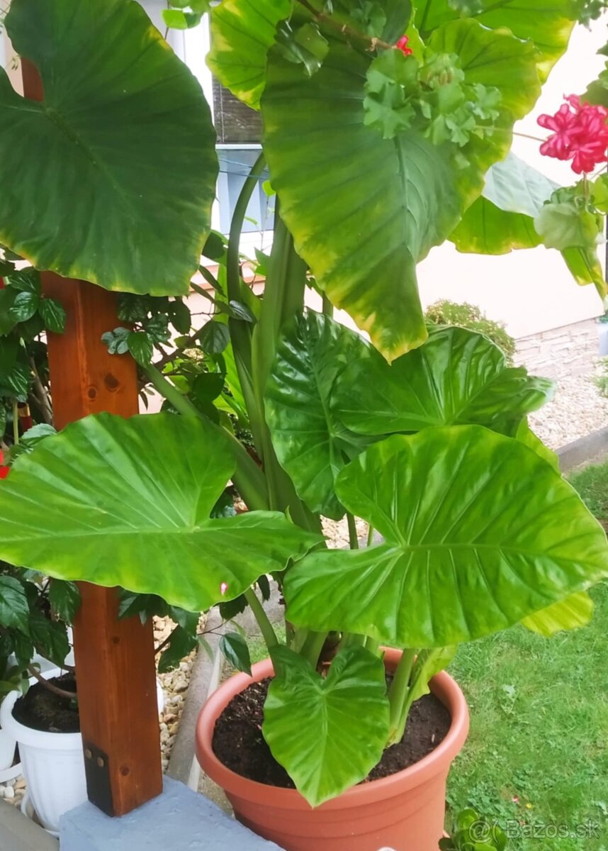 Alocasia macrorrhiza