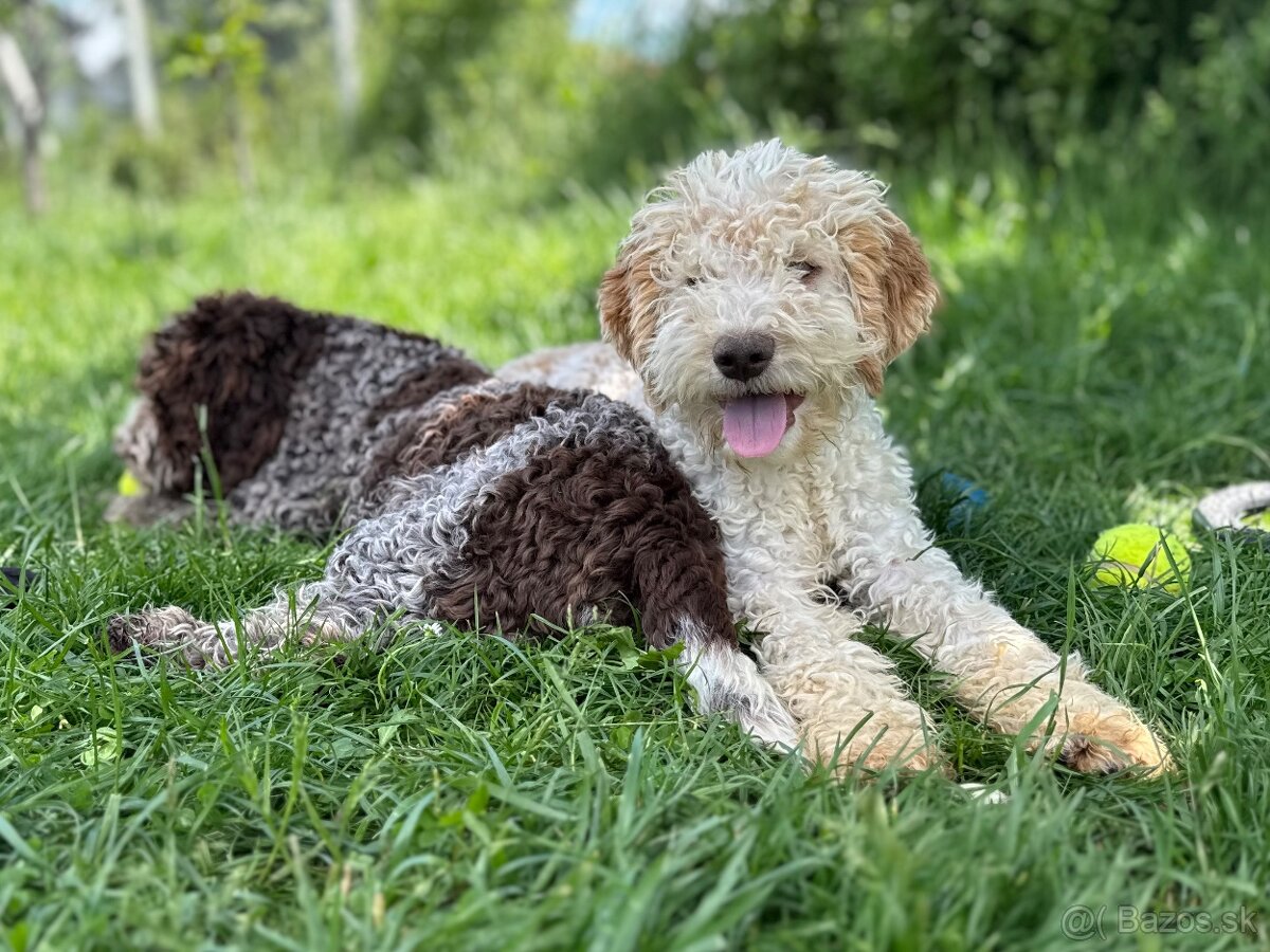 Lagotto romagnolo s PP