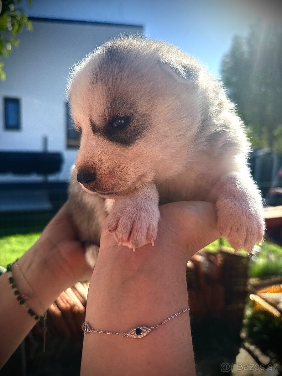 Sibírsky husky