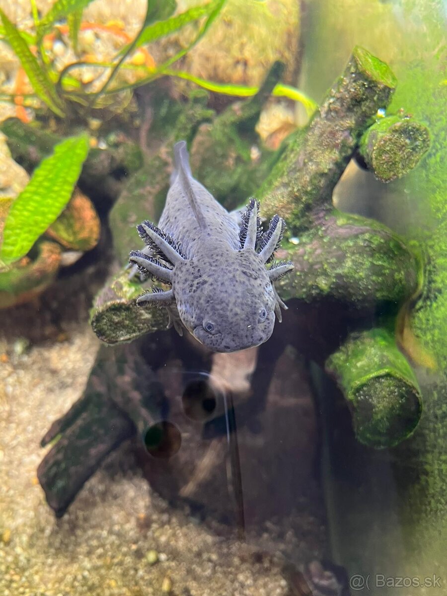 Axolotl Mexický