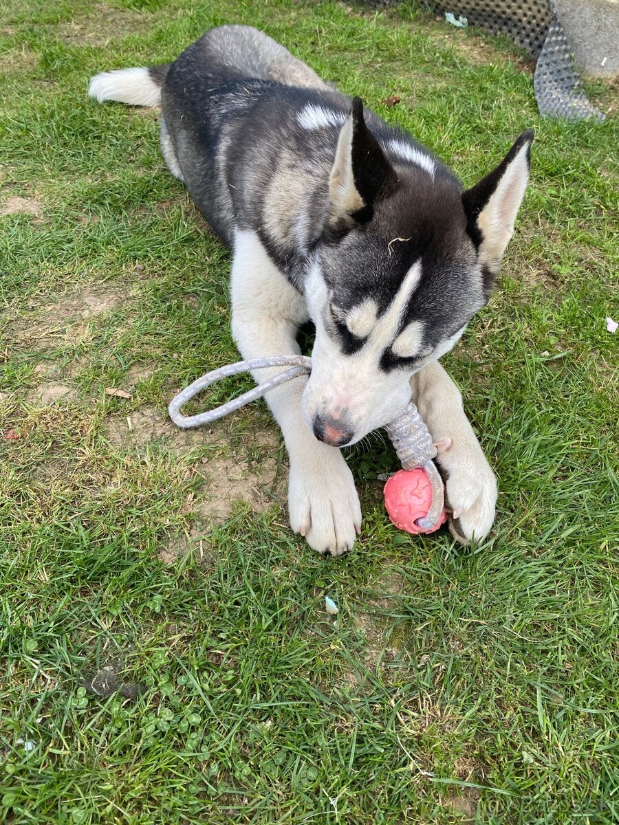 Darujem fenku Huskyho