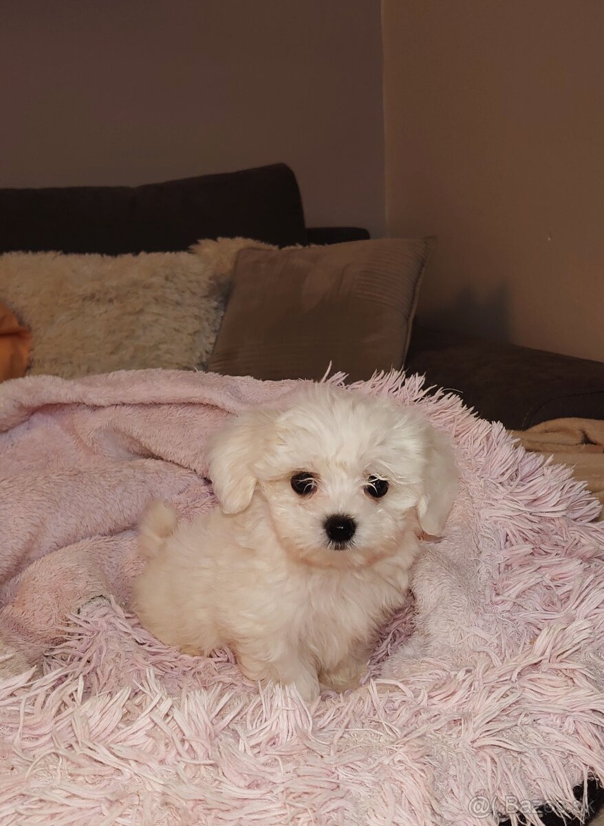 Maltez mini -maltezacik