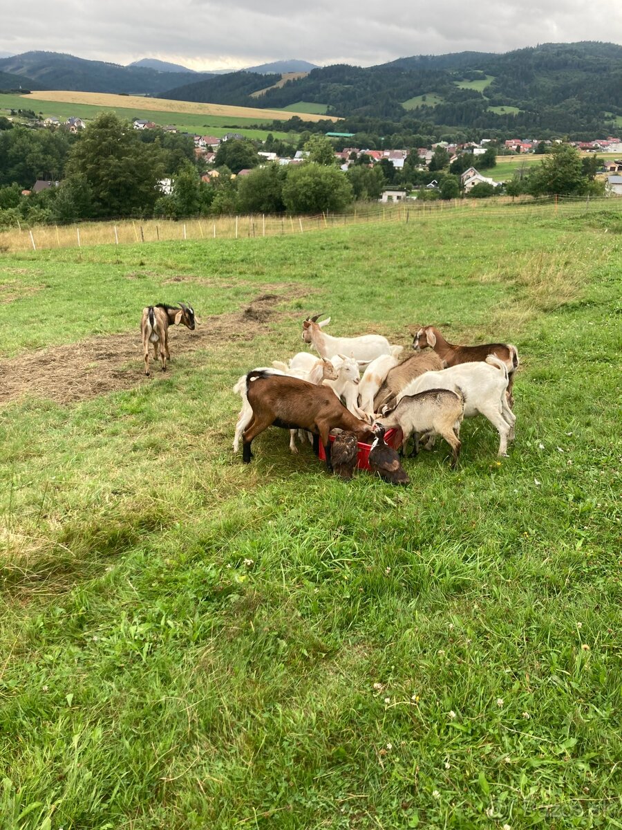 anglonubijska koza