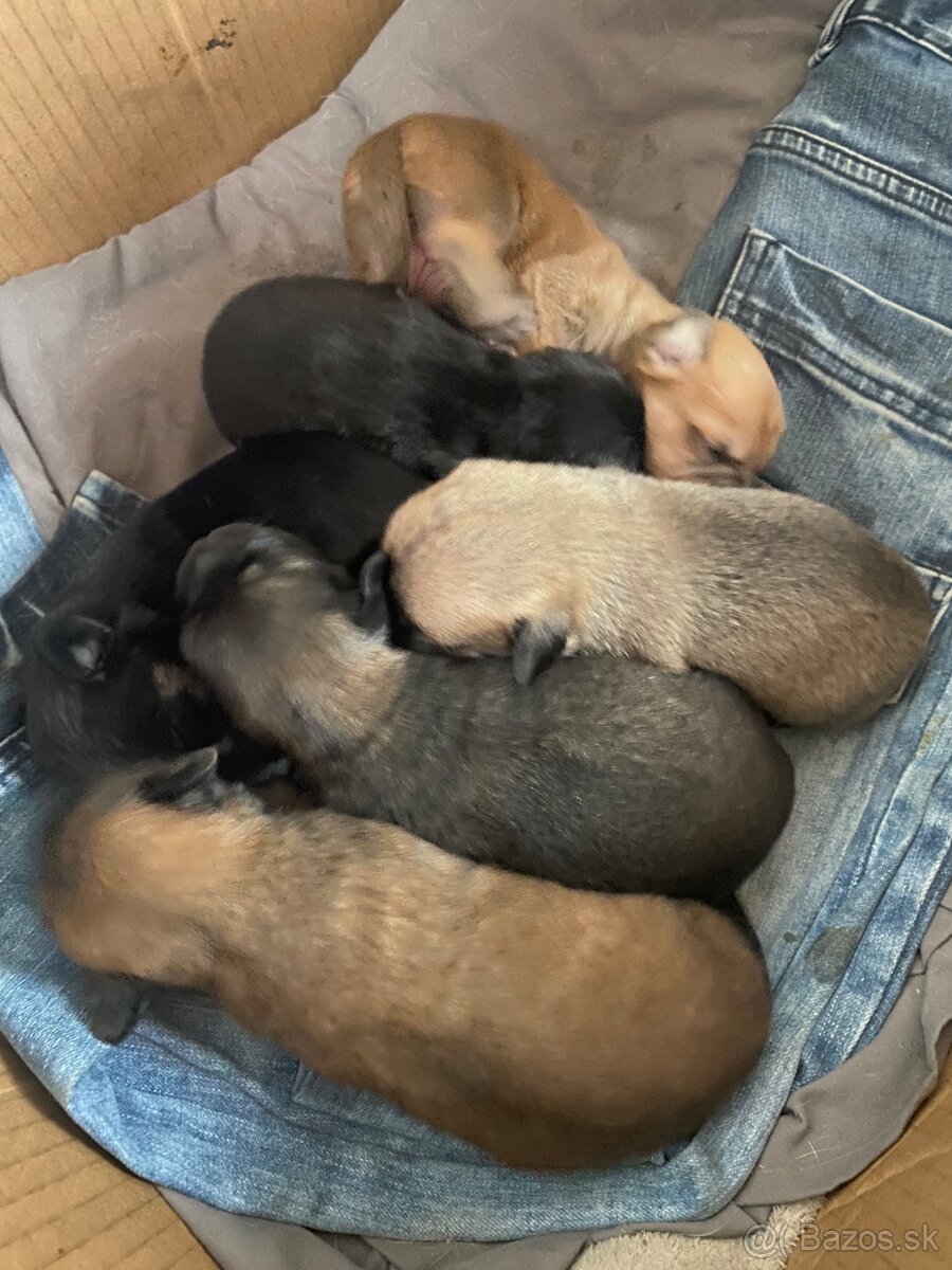 Predám šteniatka krížencov