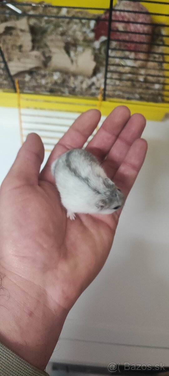 Škrečok džunglarsky