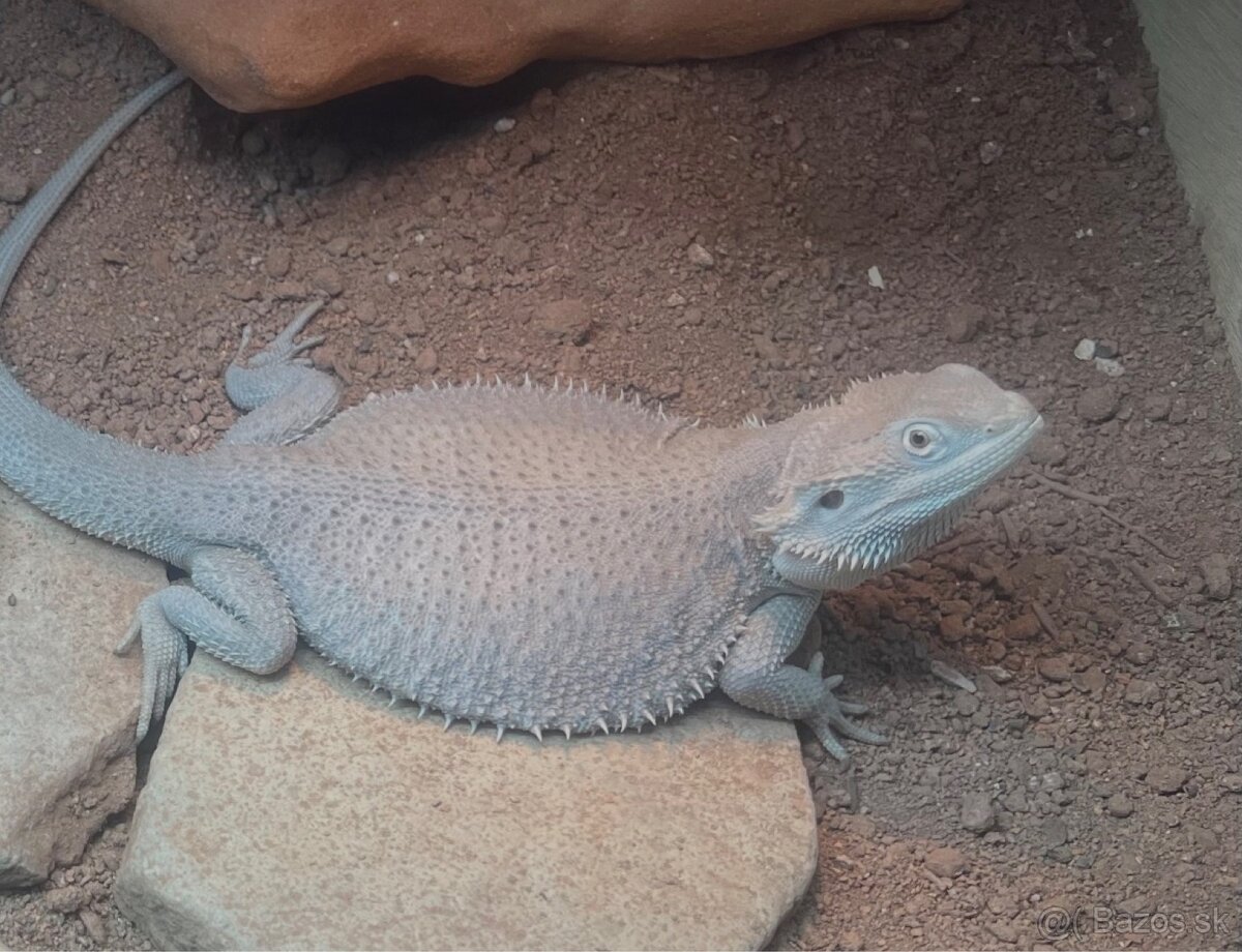 Agama bradatá hypo zero