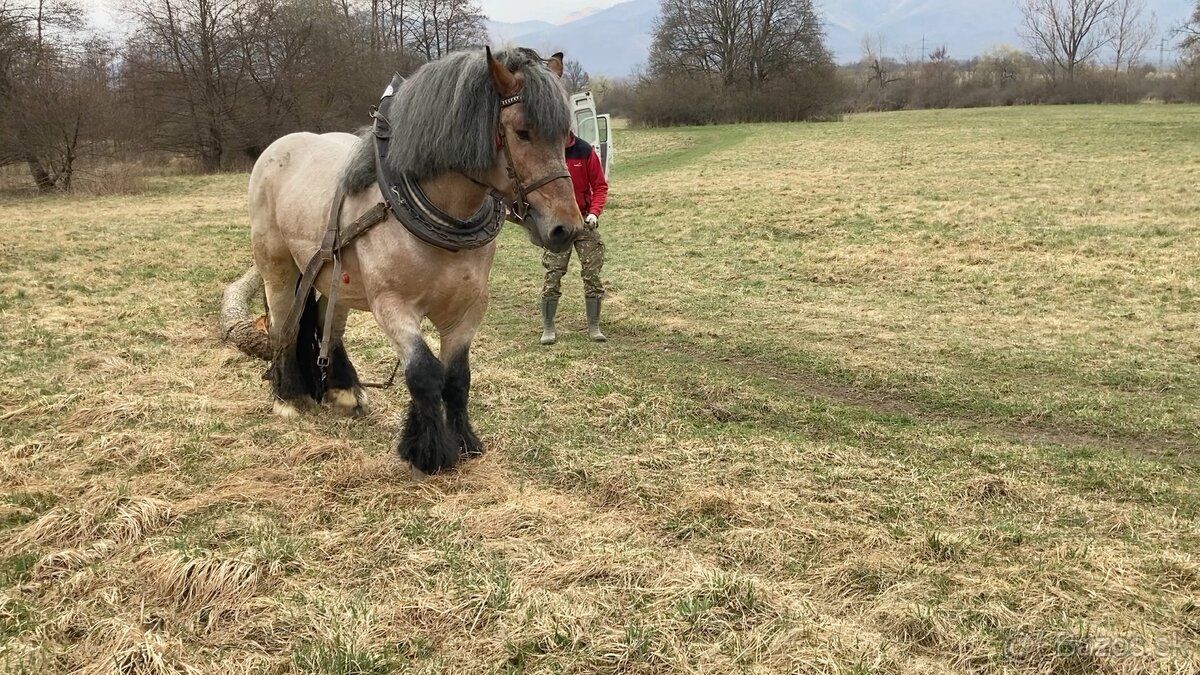 Predám ťažného žrebca