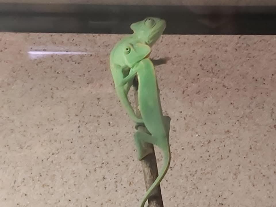 Chameleón jemenský