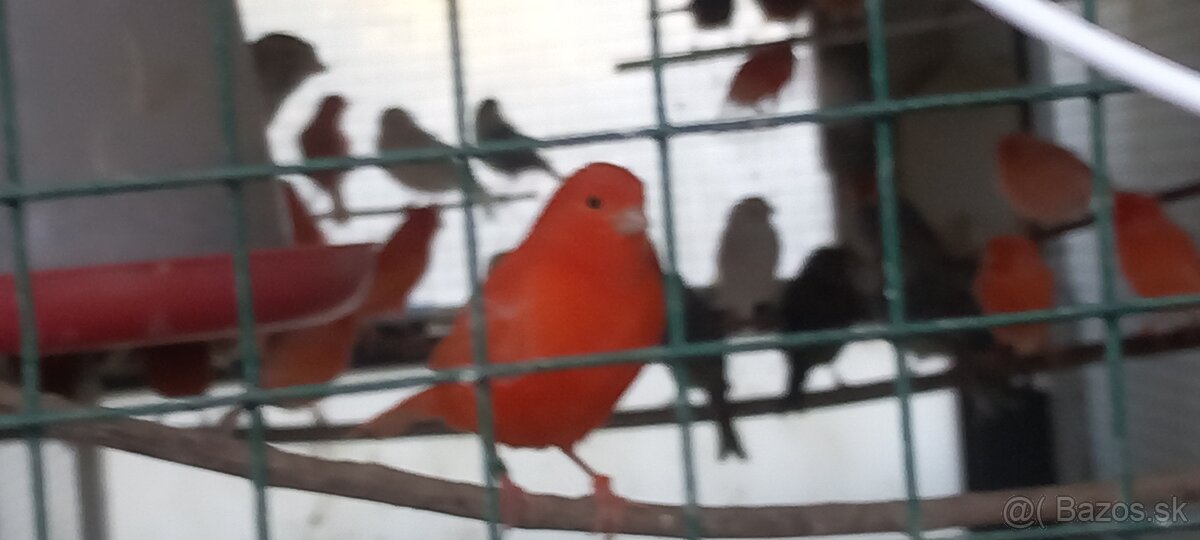 Kanariky