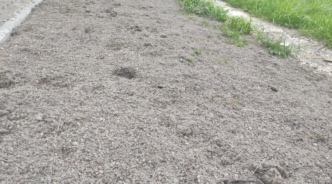 Preosiata zemina s kravskym hnojom